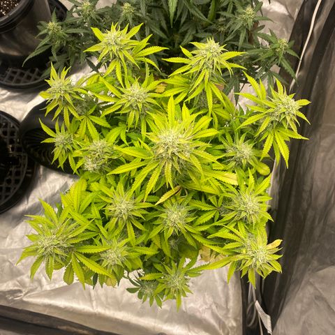 3 bears Og  growlog photo: Day 61