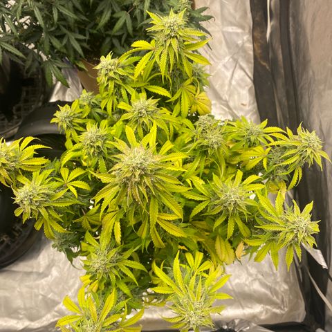 3 bears Og  growlog photo: Day 64