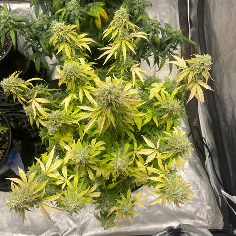3 bears Og  growlog photo: Day 69