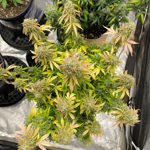 3 bears Og  growlog photo: Day 72