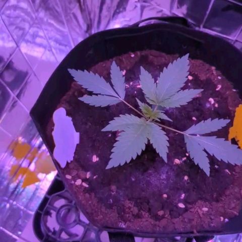 Z1  growlog timeline photo