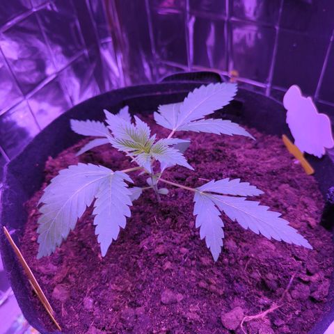 Z1  growlog timeline photo
