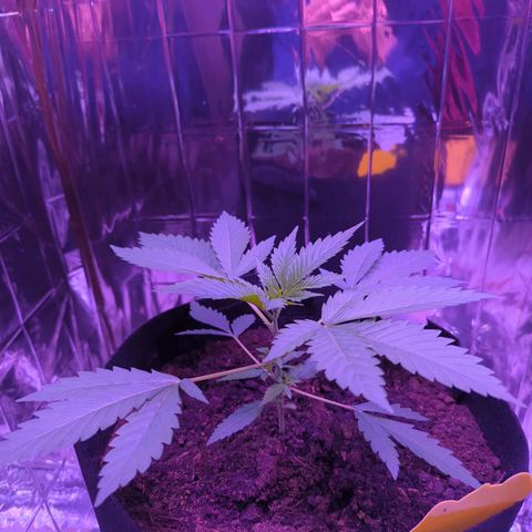 Z1  growlog timeline photo