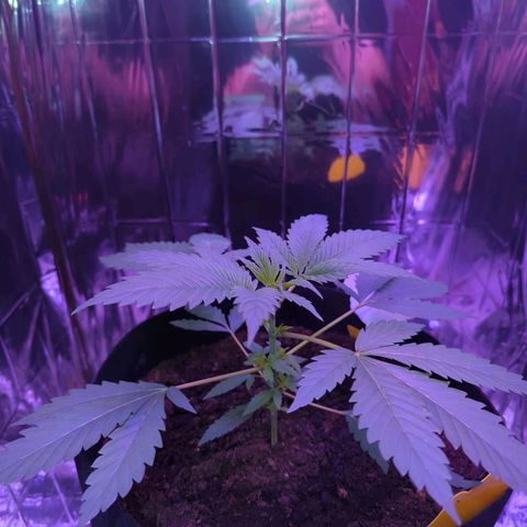 Z1  growlog timeline photo