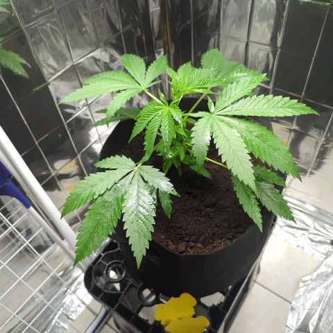Z1  growlog timeline photo