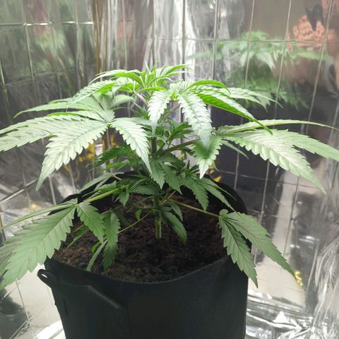 Z1  growlog timeline photo
