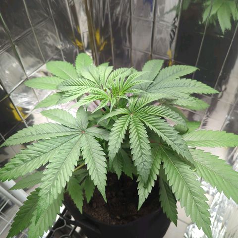 Z1  growlog timeline photo