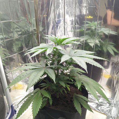 Z1  growlog timeline photo