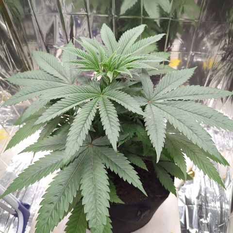 Z1  growlog timeline photo