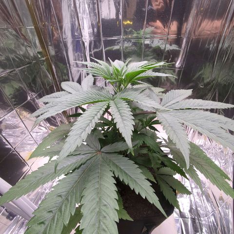Z1  growlog timeline photo