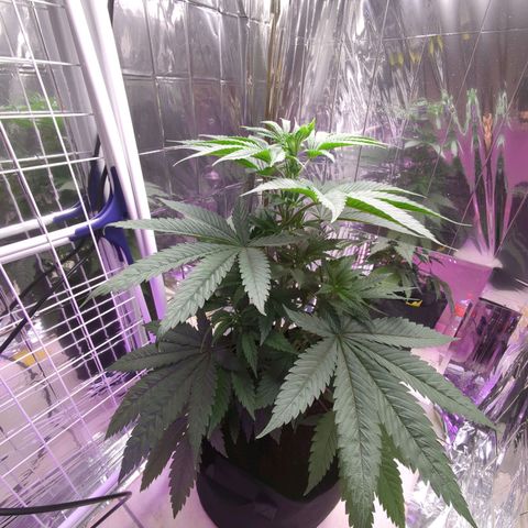 Z1  growlog timeline photo