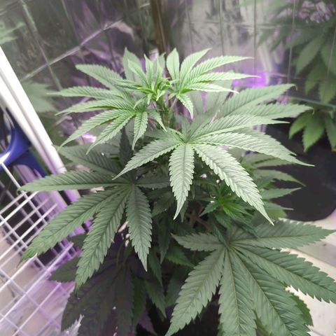 Z1  growlog timeline photo