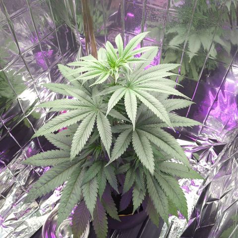 Z1  growlog timeline photo