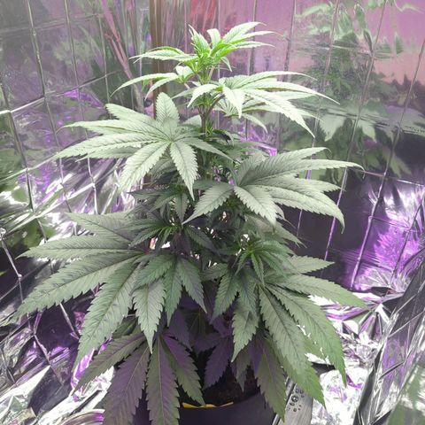 Z1  growlog timeline photo