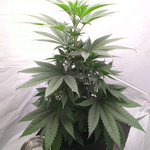Z1  growlog timeline photo