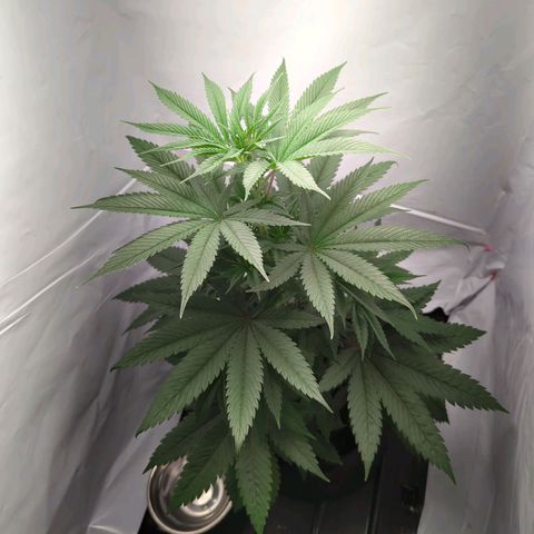 Z1  growlog timeline photo