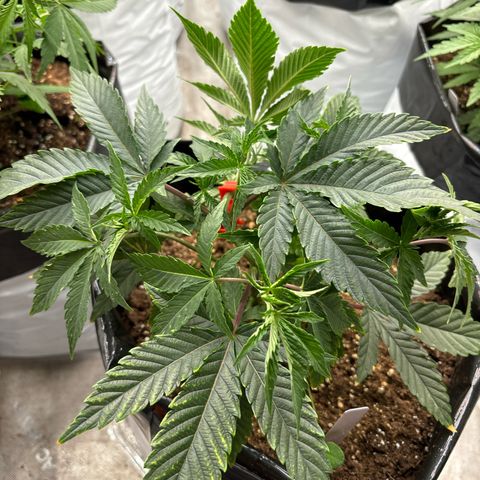 Dante’s Inferno S1 #2 growlog timeline photo