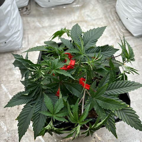 Dante’s Inferno S1 #2 growlog timeline photo