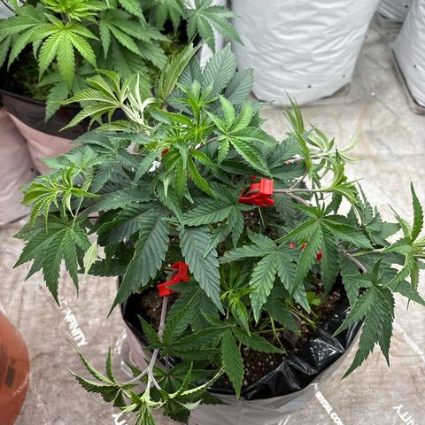 Dante’s Inferno S1 #2 growlog timeline photo