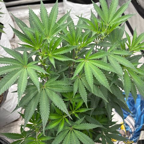 Dante’s Inferno S1 #2 growlog timeline photo