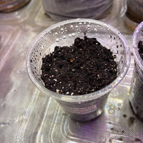 GWJ Solo Challenge  #1 growlog photo