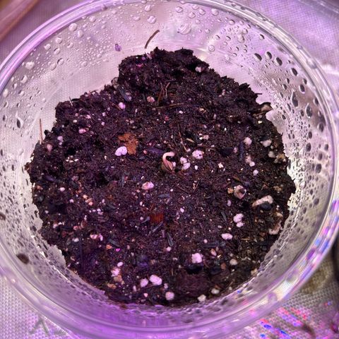 GWJ Solo Challenge  #1 growlog photo