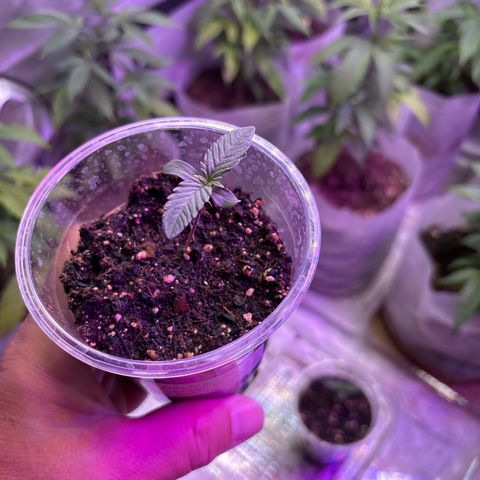 GWJ Solo Challenge  #1 growlog timeline photo