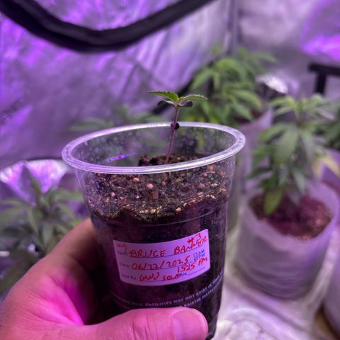 GWJ Solo Challenge  #1 growlog timeline photo