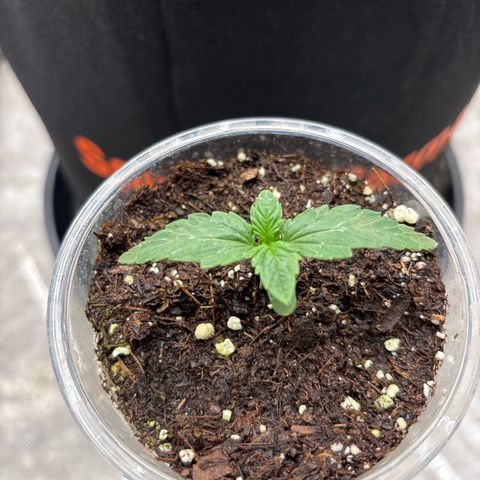 GWJ Solo Challenge  #1 growlog photo: Selected number two and renamed it to number one 