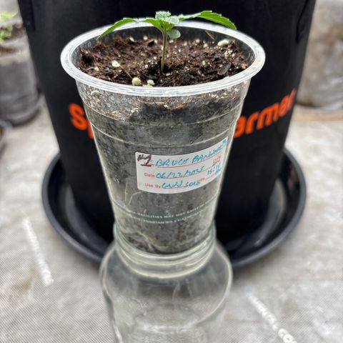 GWJ Solo Challenge  #1 growlog photo: Renaming plant number 2 to number 1.
Mistake was made and corrected.