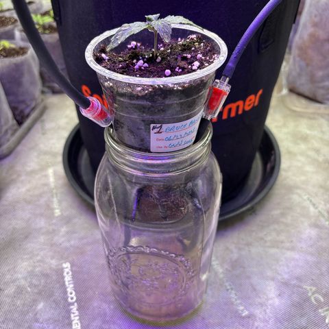 GWJ Solo Challenge  #1 growlog photo: Placed 8 barbed connectors in 16 ounce solo cup to hopefully stop any roots from coming out of the cup. I noticed some algae on the inside of the clear cup starting to form. I will have to come up with some kind of blackout curtain for it tomorrow. I added two airline to the mason jar to help aerate the soil. Hopefully it will work. 