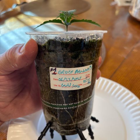 GWJ Solo Challenge  #1 growlog timeline photo