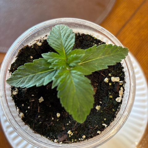 GWJ Solo Challenge  #1 growlog timeline photo