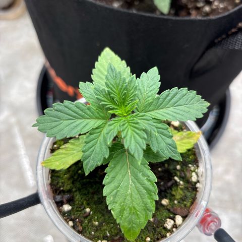 GWJ Solo Challenge  #1 growlog timeline photo