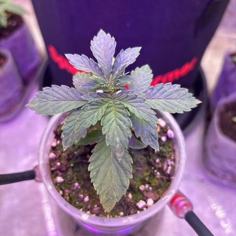 GWJ Solo Challenge  #1 growlog photo: Trimmed the first two single blade leaves 