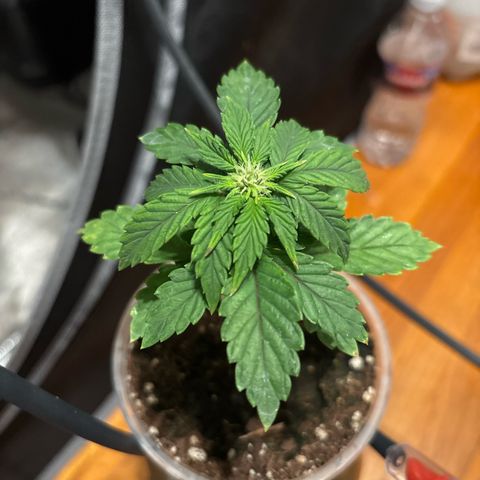 GWJ Solo Challenge  #1 growlog timeline photo