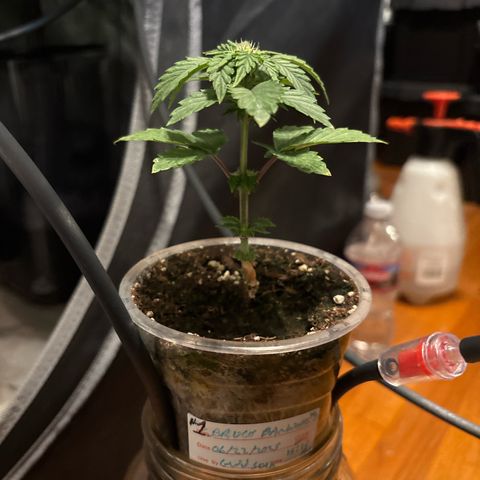 GWJ Solo Challenge  #1 growlog timeline photo