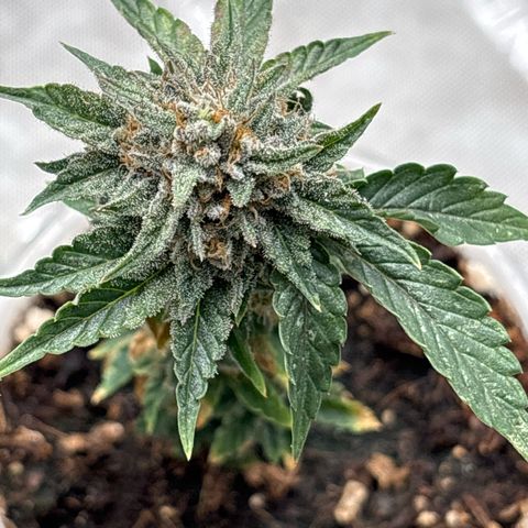 GWJ Solo Challenge  #1 growlog timeline photo