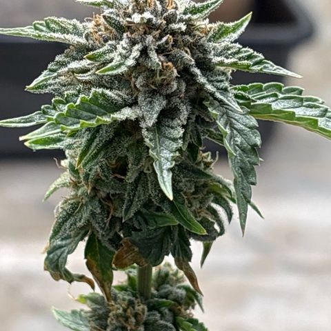 GWJ Solo Challenge  #1 growlog timeline photo