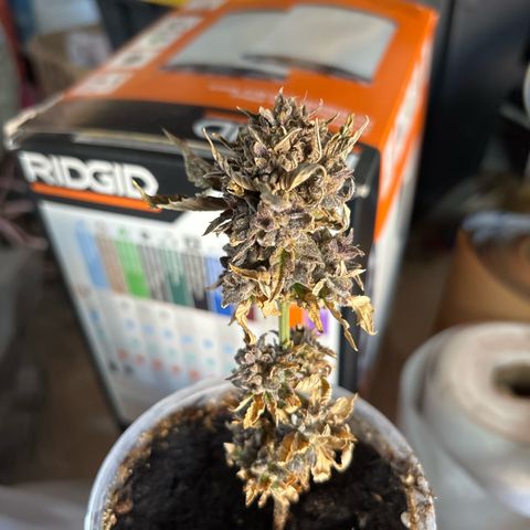 GWJ Solo Challenge  #1 growlog timeline photo