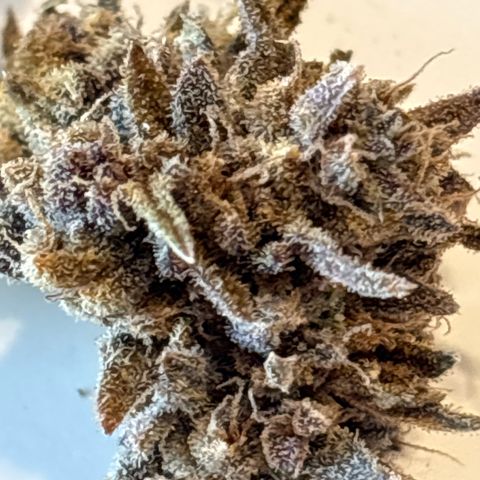 GWJ Solo Challenge  #1 growlog timeline photo