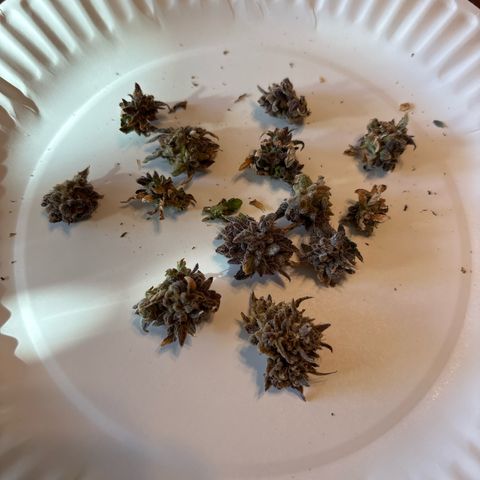 GWJ Solo Challenge  #1 growlog timeline photo