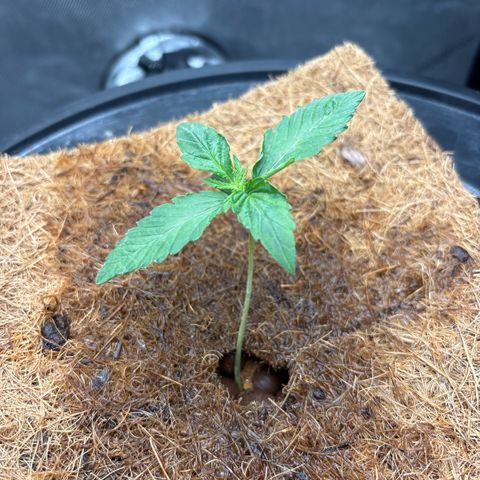 Banana OG Auto F4 growlog photo: Continuing to lightly mist with Cal-Mag in purified water PH 6.0.