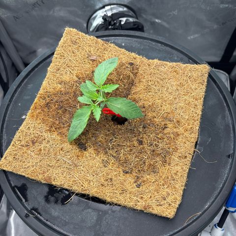 Banana OG Auto F4 growlog timeline photo
