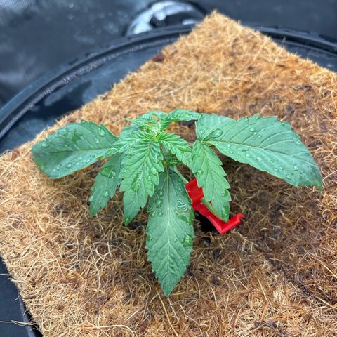 Banana OG Auto F4 growlog timeline photo