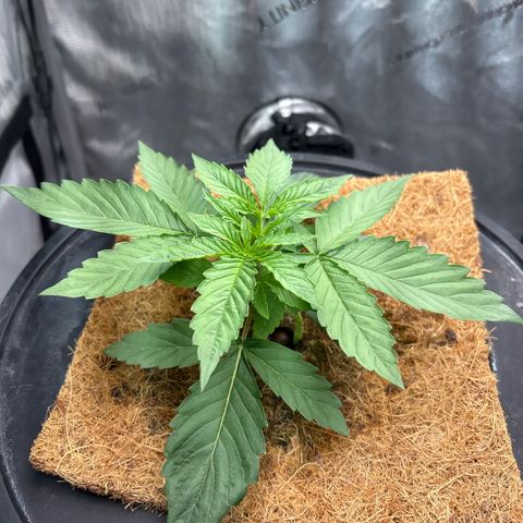 Banana OG Auto F4 growlog timeline photo