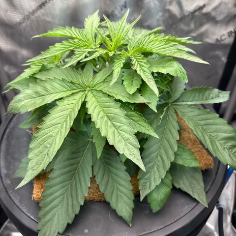 Banana OG Auto F4 growlog timeline photo