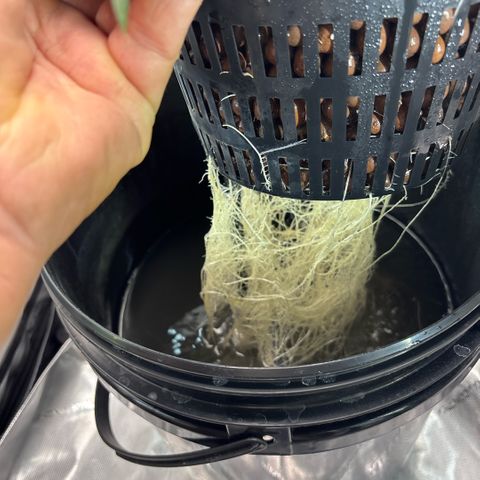 Banana OG Auto F4 growlog timeline photo