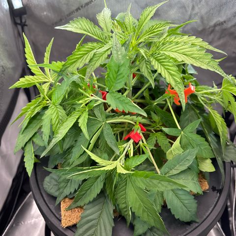 Banana OG Auto F4 growlog timeline photo