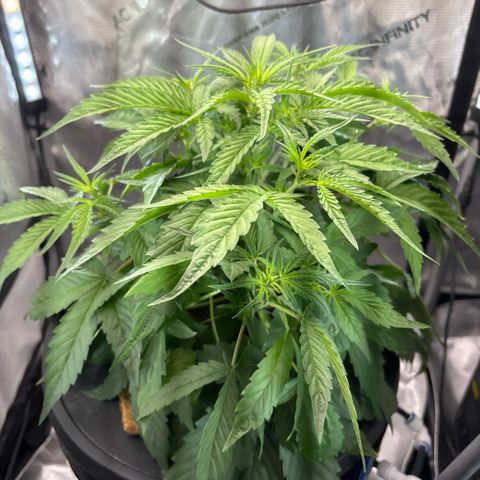 Banana OG Auto F4 growlog timeline photo